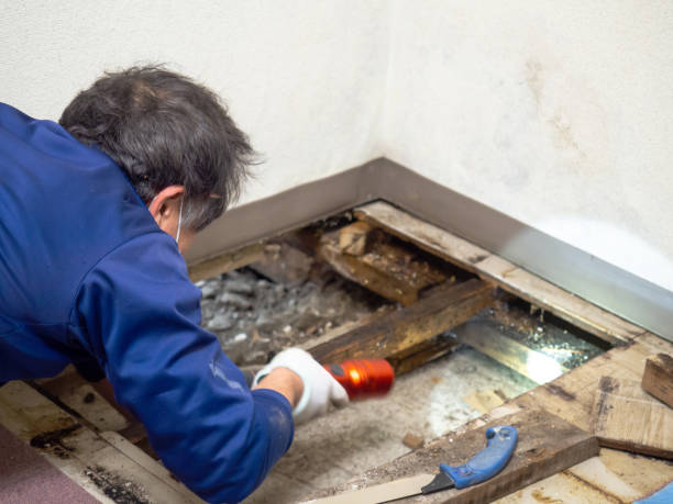 Mold Testing and Removal in Elk Creek, KY