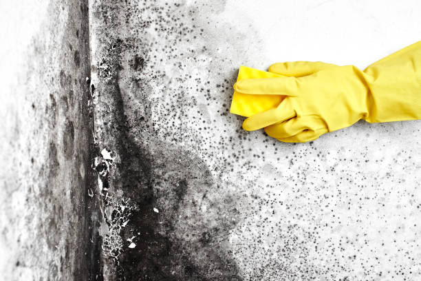 Best Emergency Mold Removal  in Elk Creek, KY