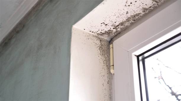 Best Office Mold Removal Services  in Elk Creek, KY