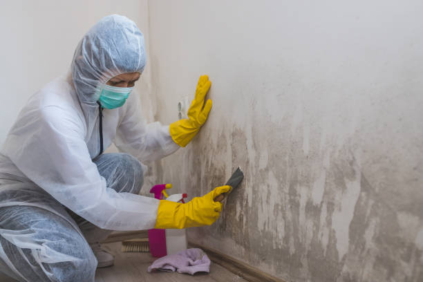 Best Same-Day Mold Removal  in Elk Creek, KY