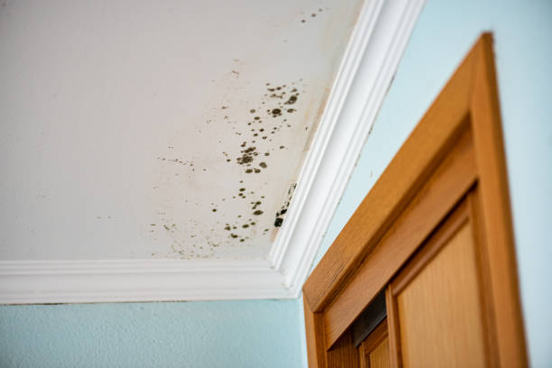 Best Mold Remediation  in Elk Creek, KY