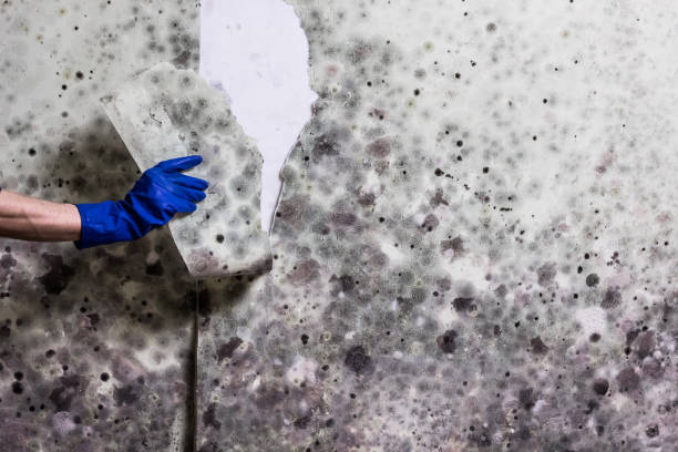 Best Commercial Mold Removal  in Elk Creek, KY