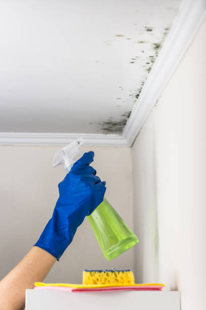 Best Mold Testing  in Elk Creek, KY