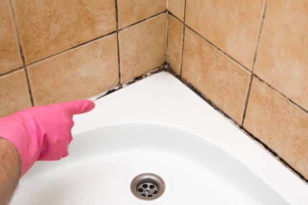 Home Mold Removal in Elk Creek, KY