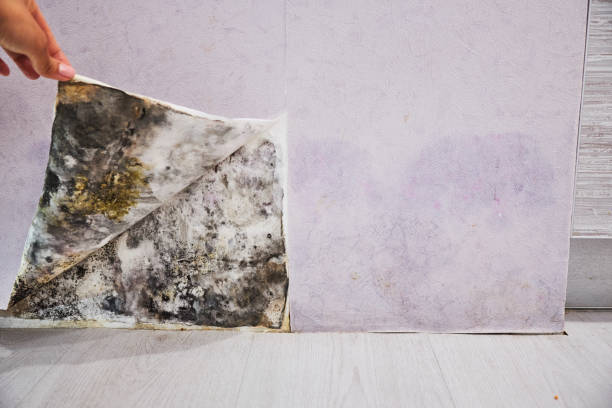 Best Attic Mold Removal  in Elk Creek, KY